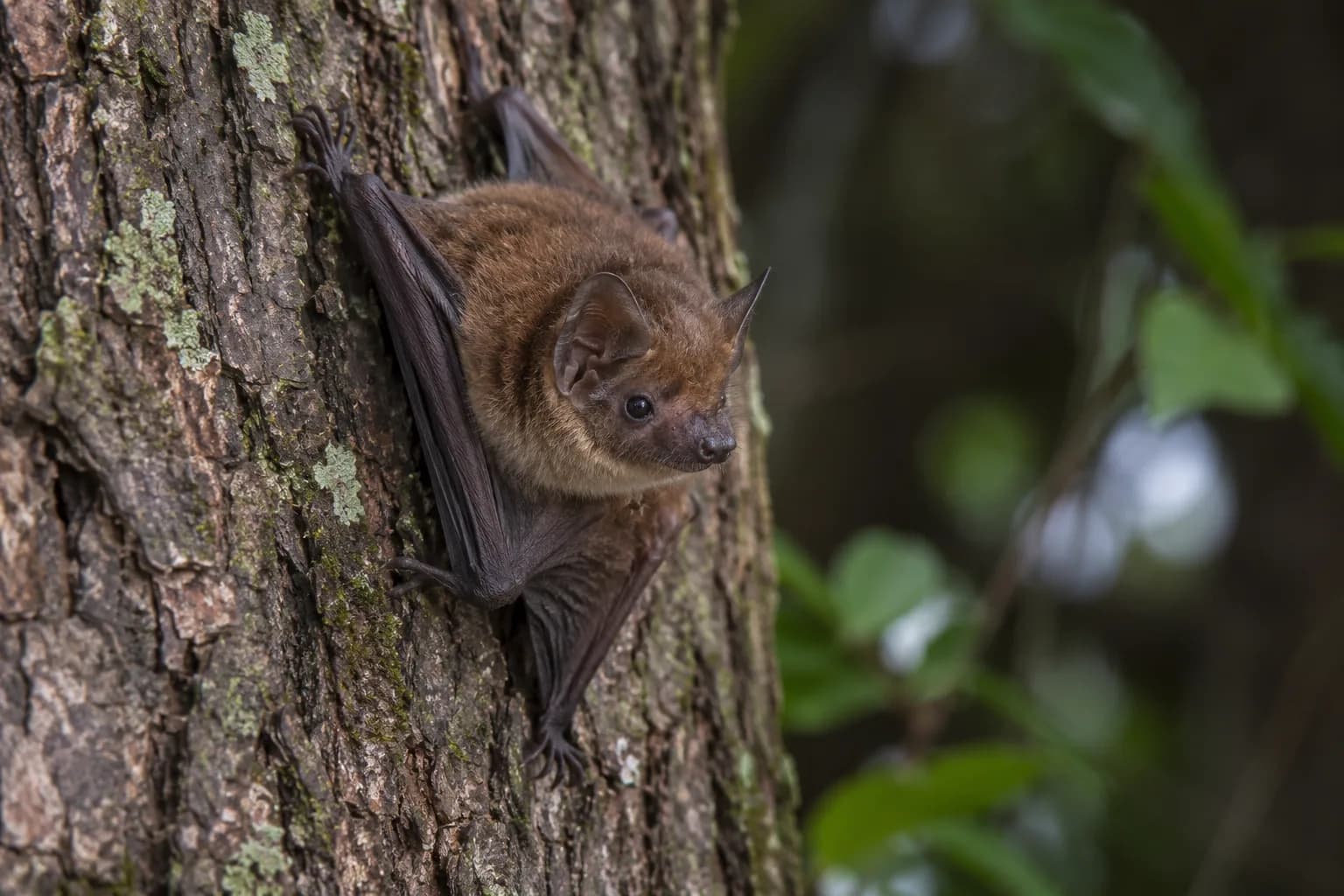 Bat resting on tree bark